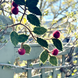 EGS EGS  Branch With Red Apples