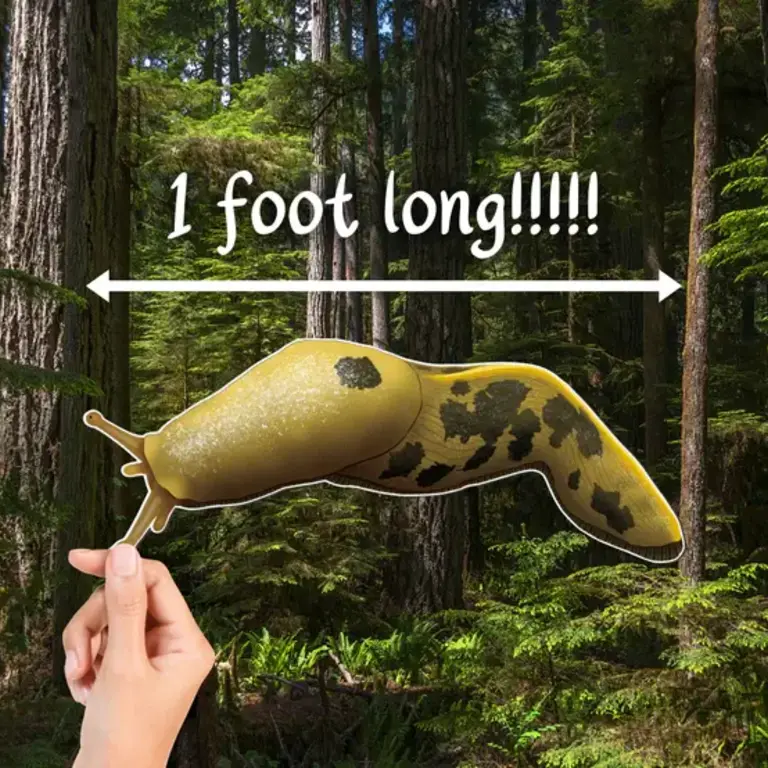 Owl & Bear Owl & Bear Banana Slug MEGA Magnet - Foot Long