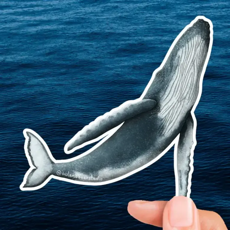 Owl & Bear Owl & Bear Humpback Whale Eco-Vinyl Sticker
