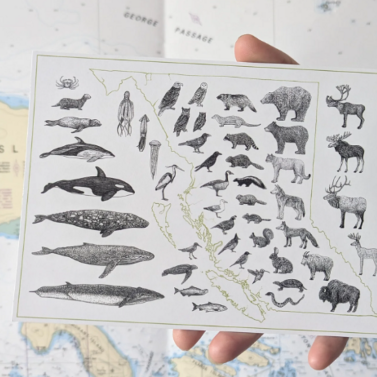 Yellow Canary - BC Species Map Postcard