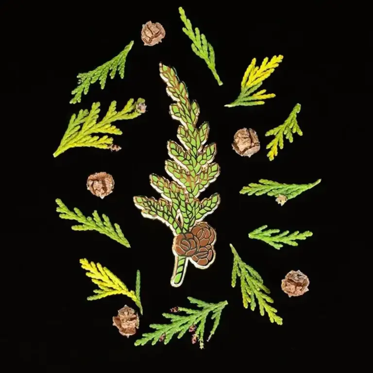 Owl & Bear Owl & Bear Western Red Cedar Enamel Pin