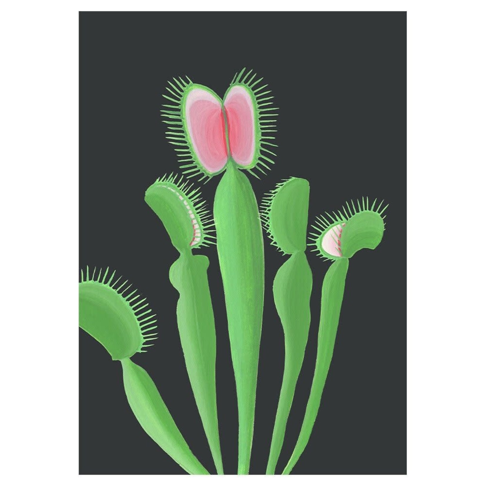 Stengun Drawings Stengun Drawings Greeting Card – Venus Flytrap