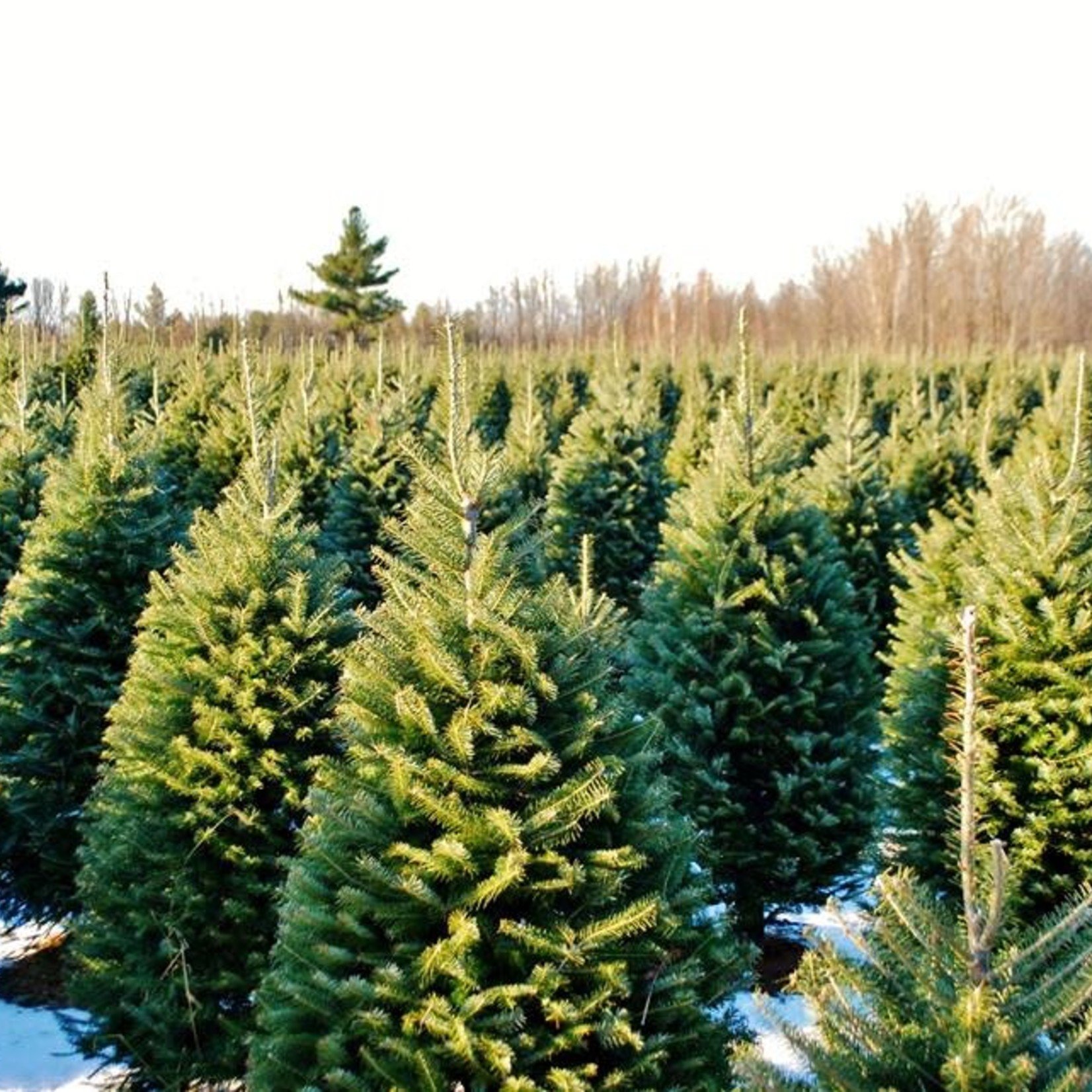Précommande: Sapin naturel Baumier/Cook 4' à 7'