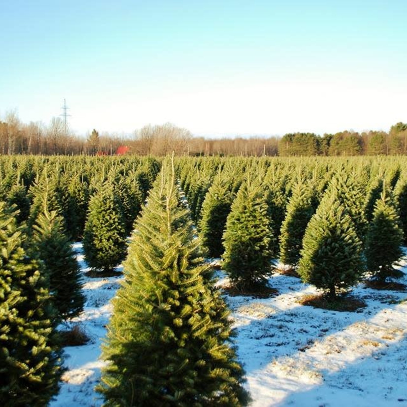 Quebec-Grown Balsam/Cook Christmas Tree – 4' to 7'