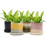CHIVE Pot Minute en 3, 5, 6, 7 et 8''