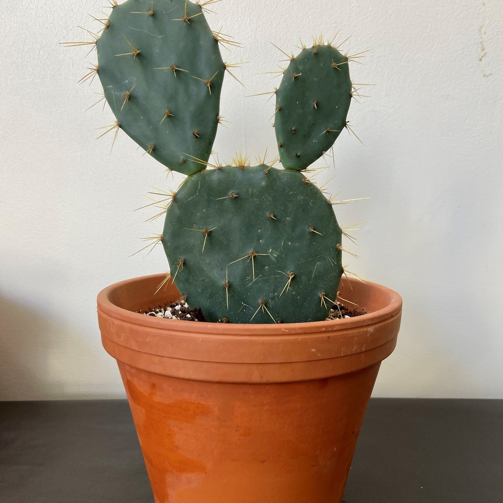 Assorted Cacti in 1.5, 2.5, 4, 6 and 8 in Pots