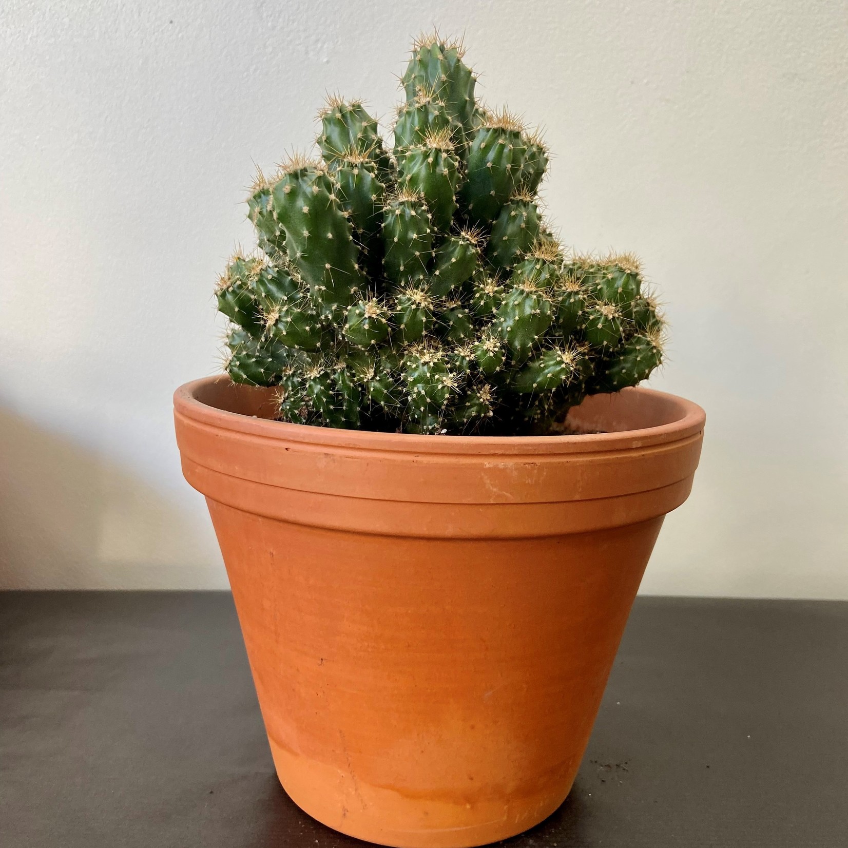 Assorted Cacti in 1.5, 2.5, 4, 6 and 8 in Pots