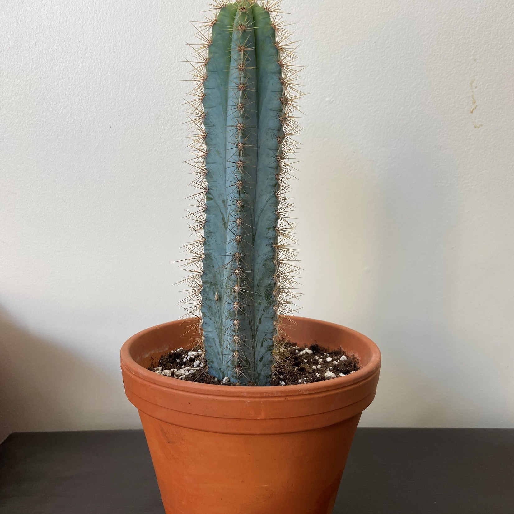 Assorted Cacti in 1.5, 2.5, 4, 6 and 8 in Pots