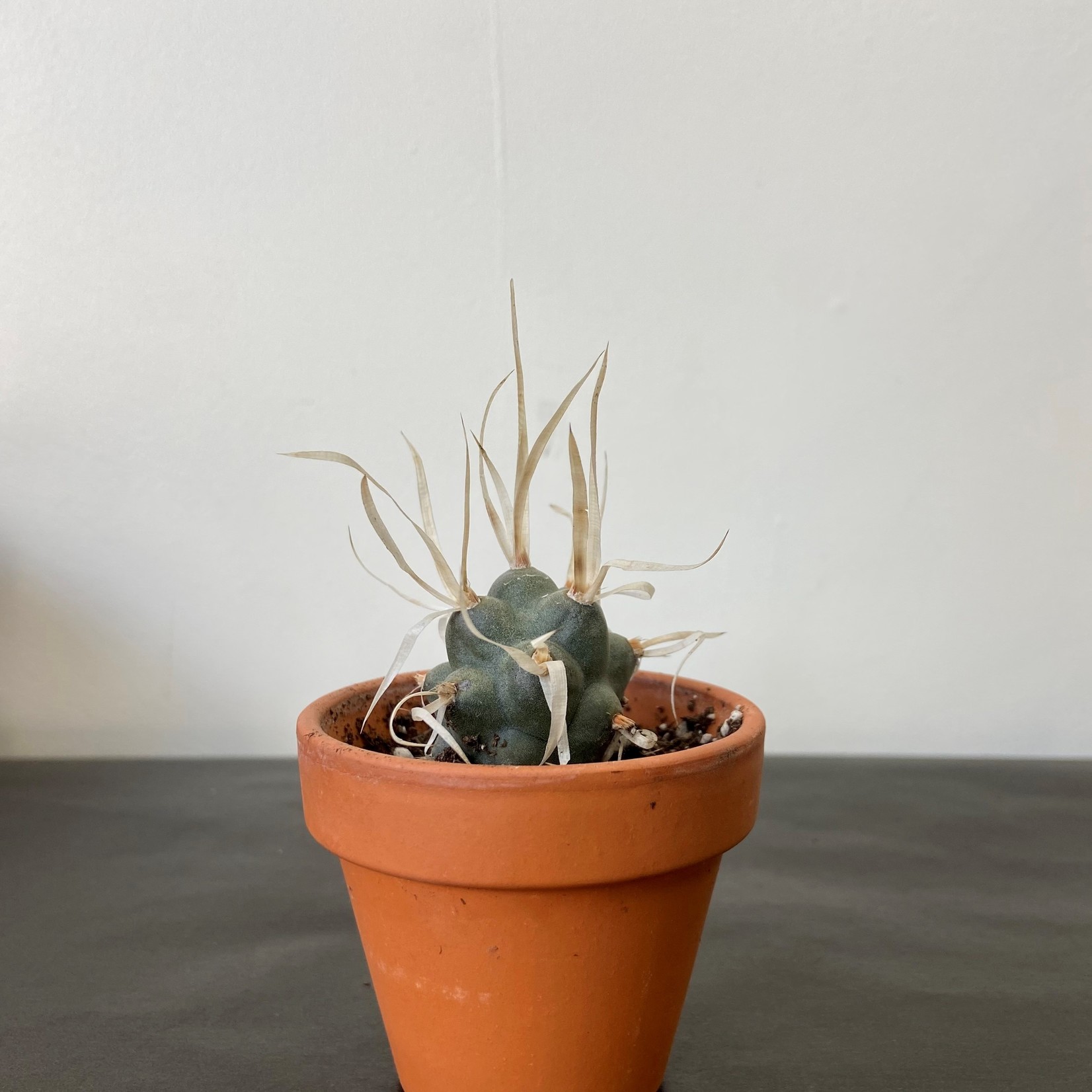 Assorted Cacti in 1.5, 2.5, 4, 6 and 8 in Pots