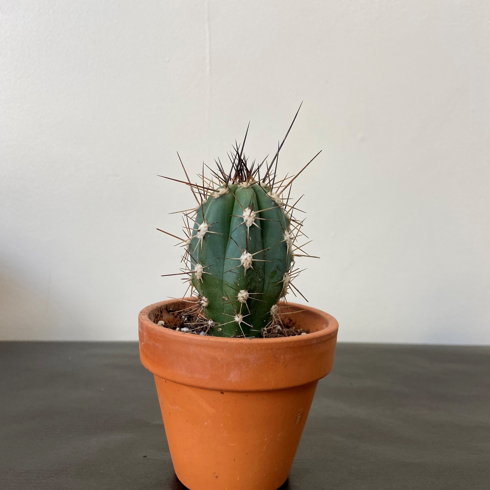 Assorted Cacti in 1.5, 2.5, 4, 6 and 8 in Pots