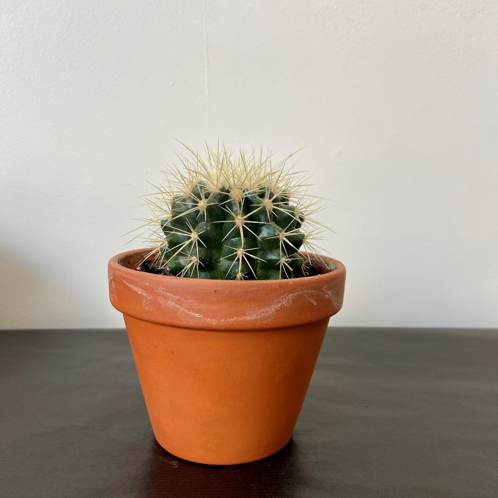 Assorted Cacti in 1.5, 2.5, 4, 6 and 8 in Pots