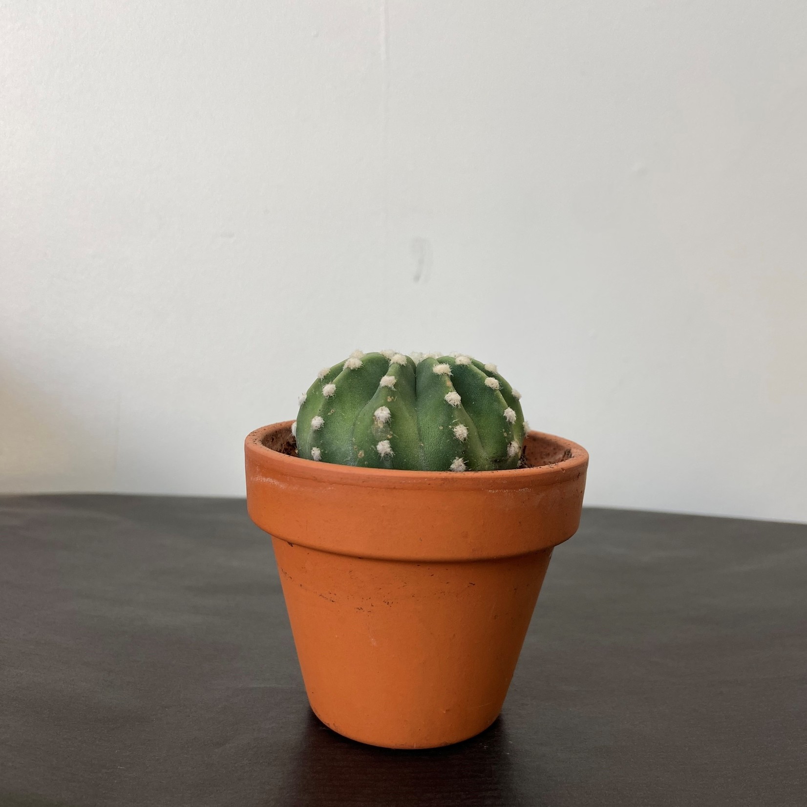 Assorted Cacti in 1.5, 2.5, 4, 6 and 8 in Pots