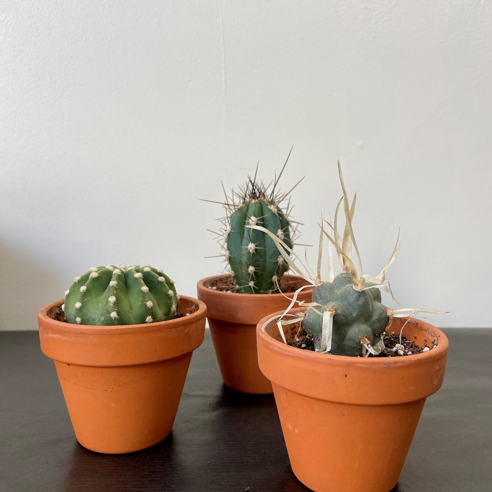 Assorted Cacti in 1.5, 2.5, 4, 6 and 8 in Pots