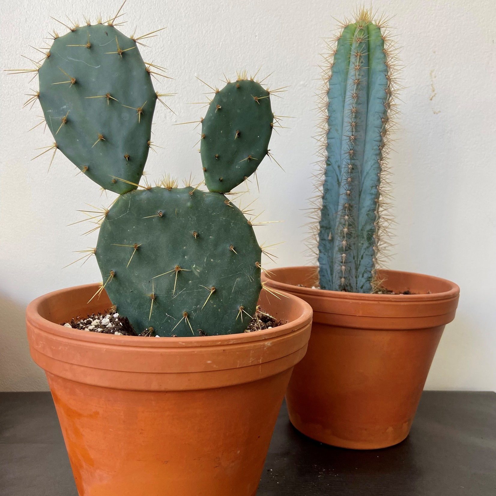 Cactus assortis 2.5'', 4'', 6'' et 8''