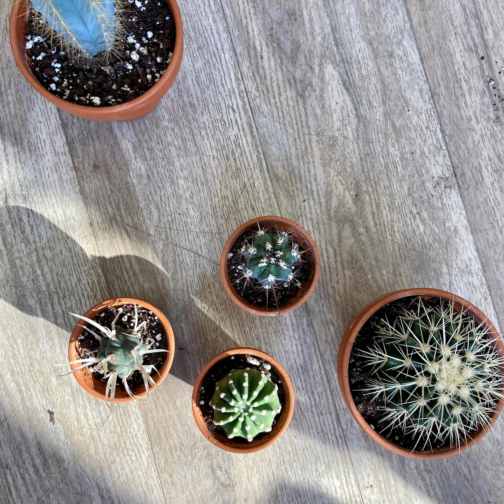 Assorted Cacti in 1.5, 2.5, 4, 6 and 8 in Pots