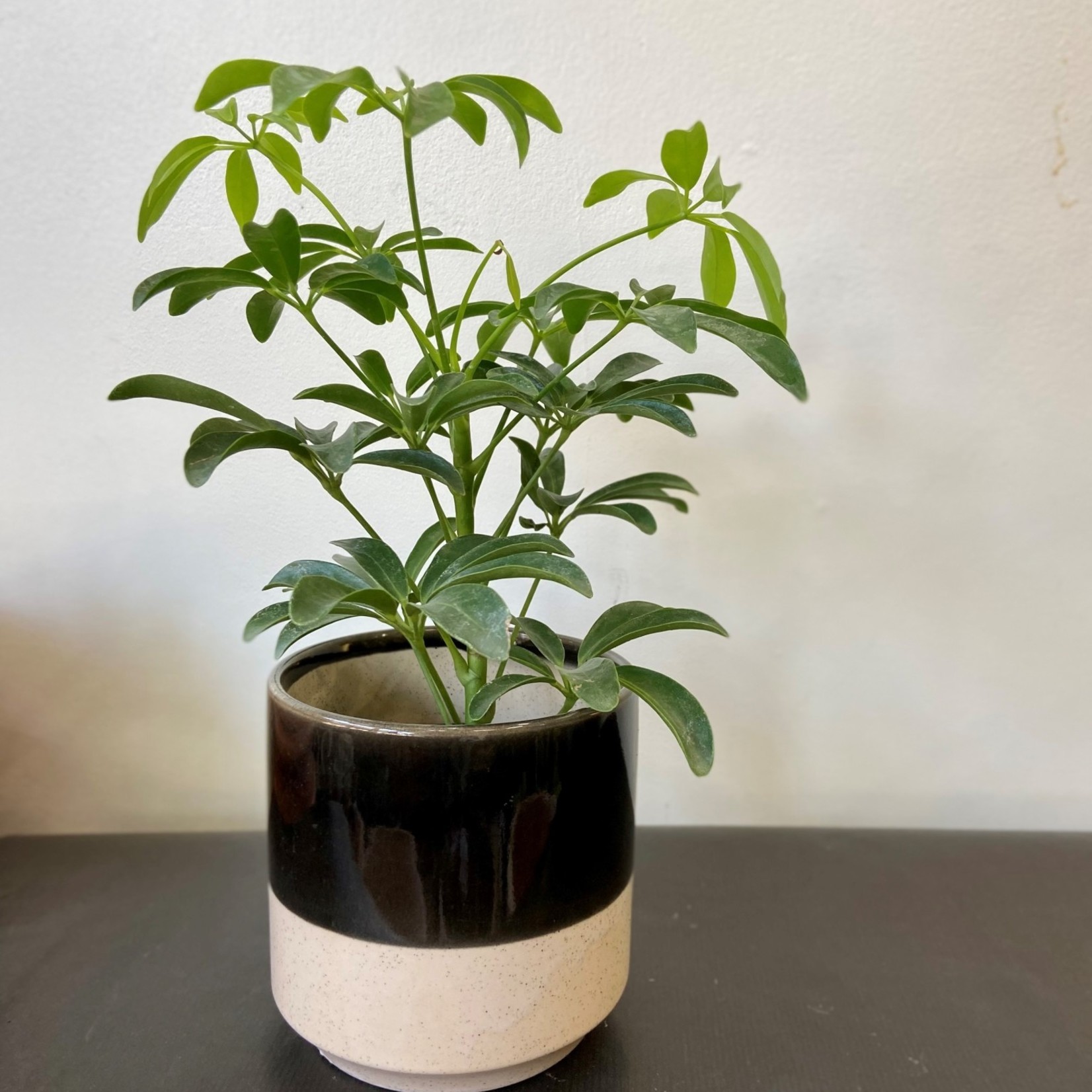 Schefflera arboricola 4''