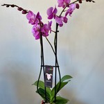 Phalaenopsis 5'' 2 tiges