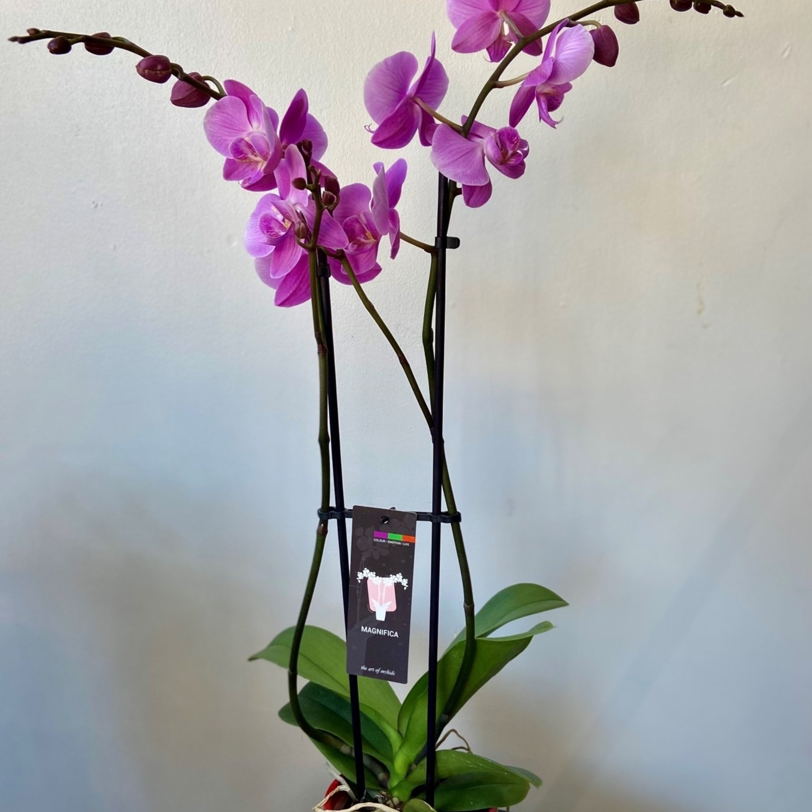 Phalaenopsis 5'' 2 tiges
