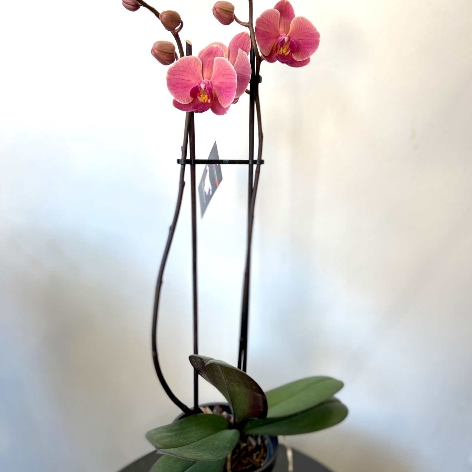 Phalaenopsis 5'' 2 tiges