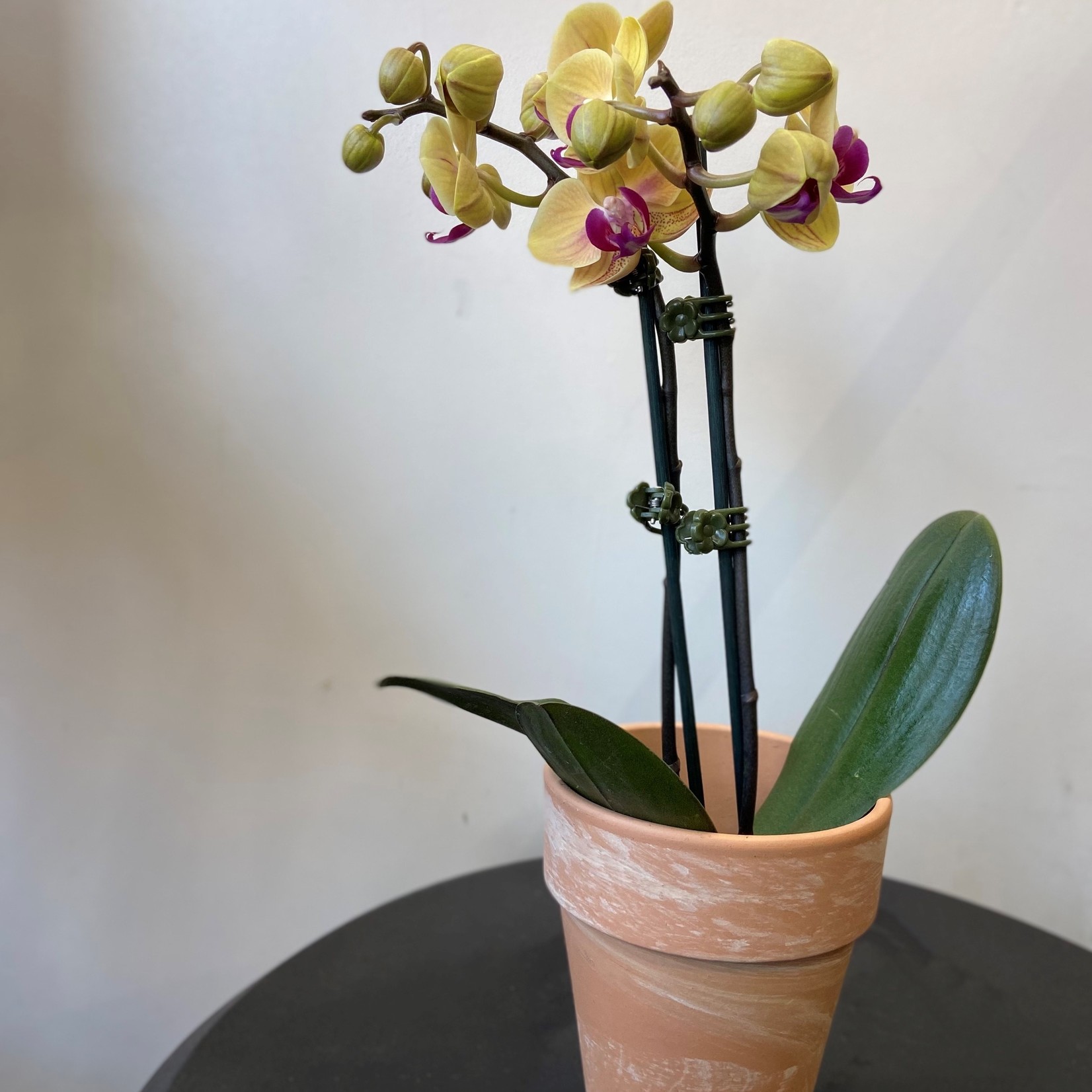 Orchidée Phalaénopsis 3.5'' Pot céramique