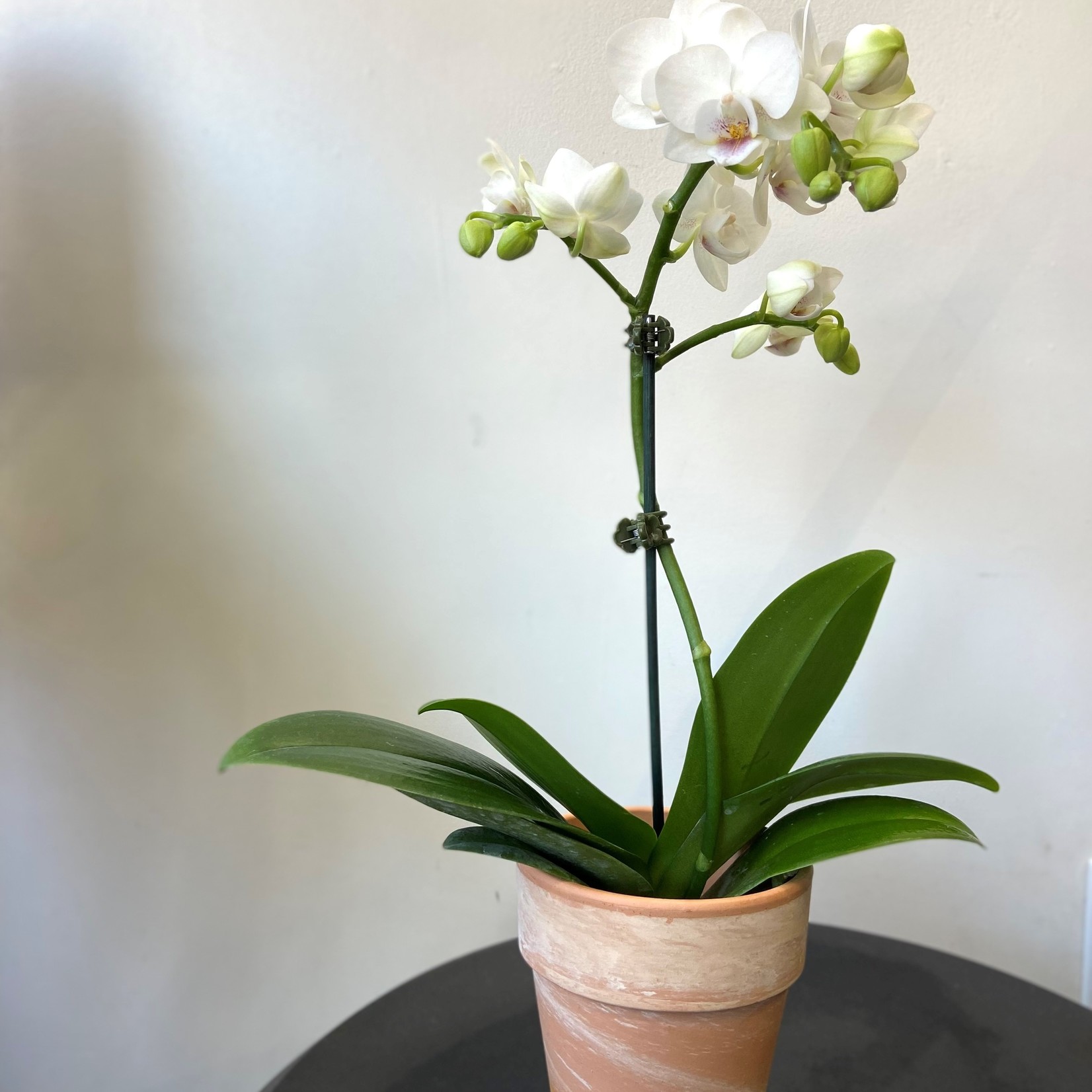 Orchidée Phalaénopsis 3.5''
