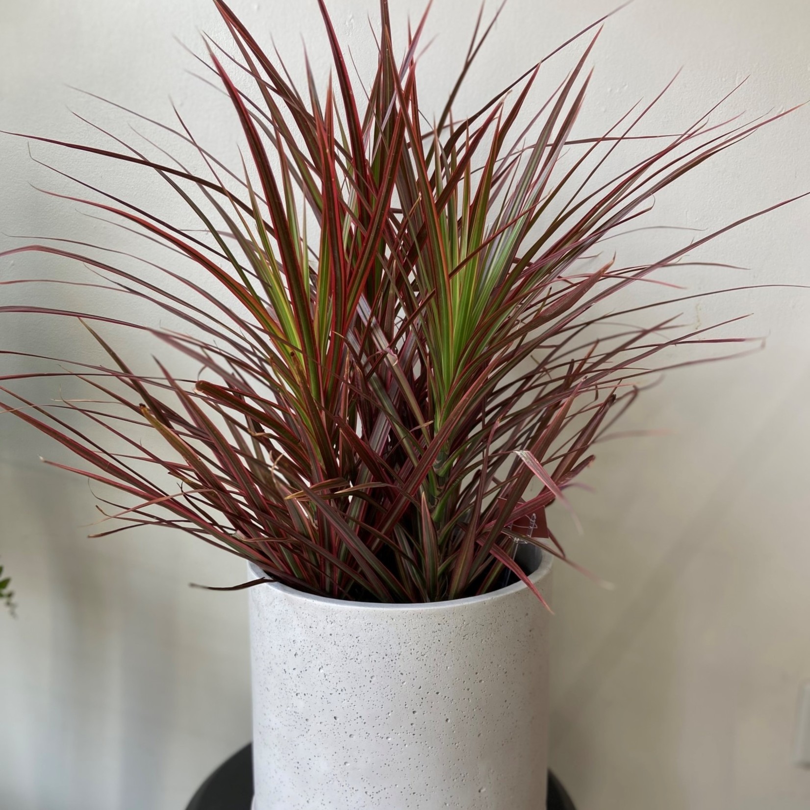 Dracaena colorama 10''
