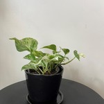 Epipremnum marble queen 4''