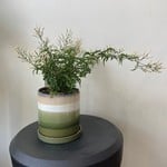 Marsolais - plantes Jasmin 6''