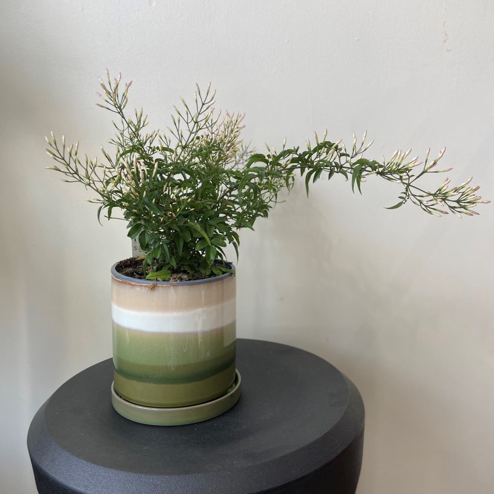 Marsolais - plantes Jasmin 6''