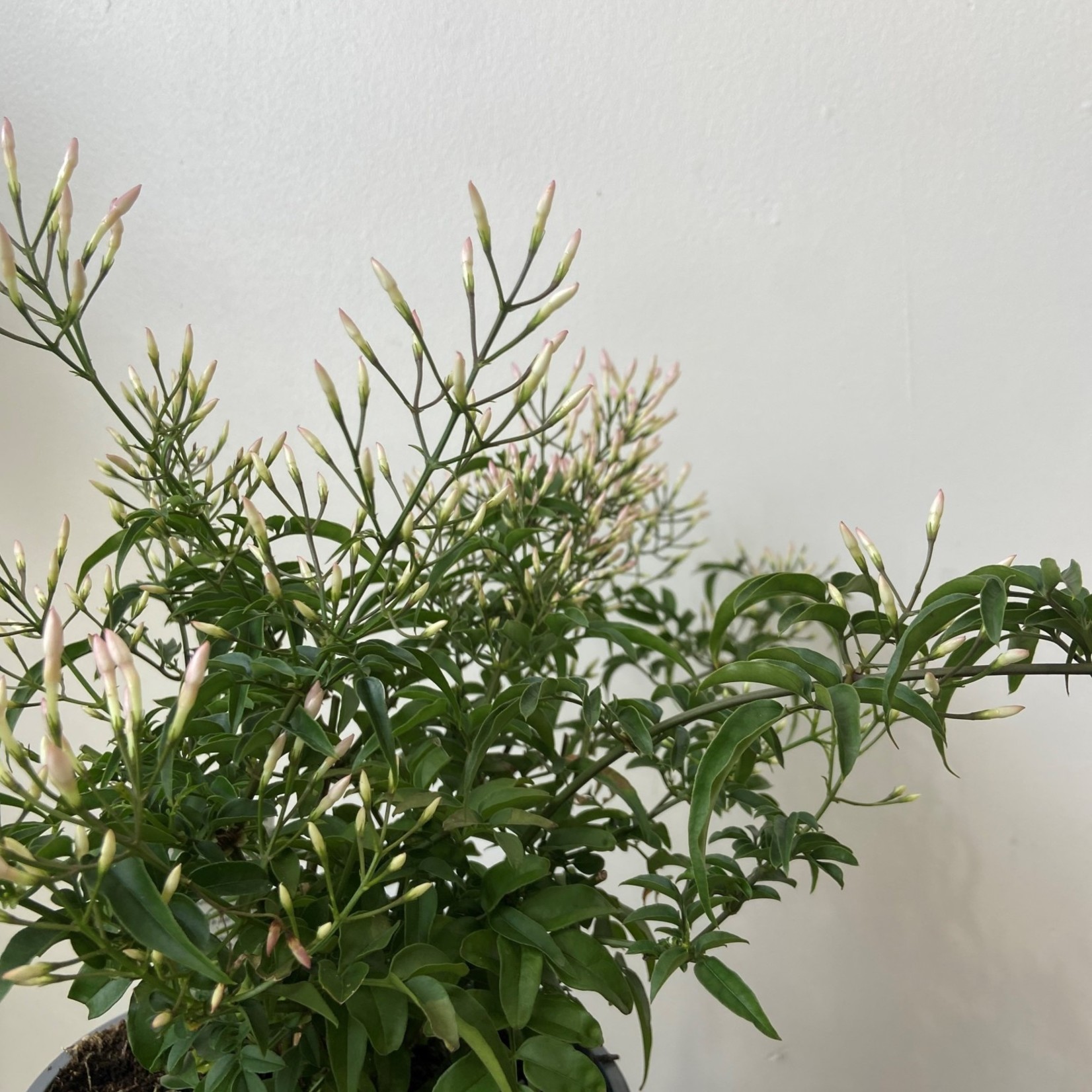 Marsolais - plantes Jasmin 6''