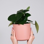 Pots