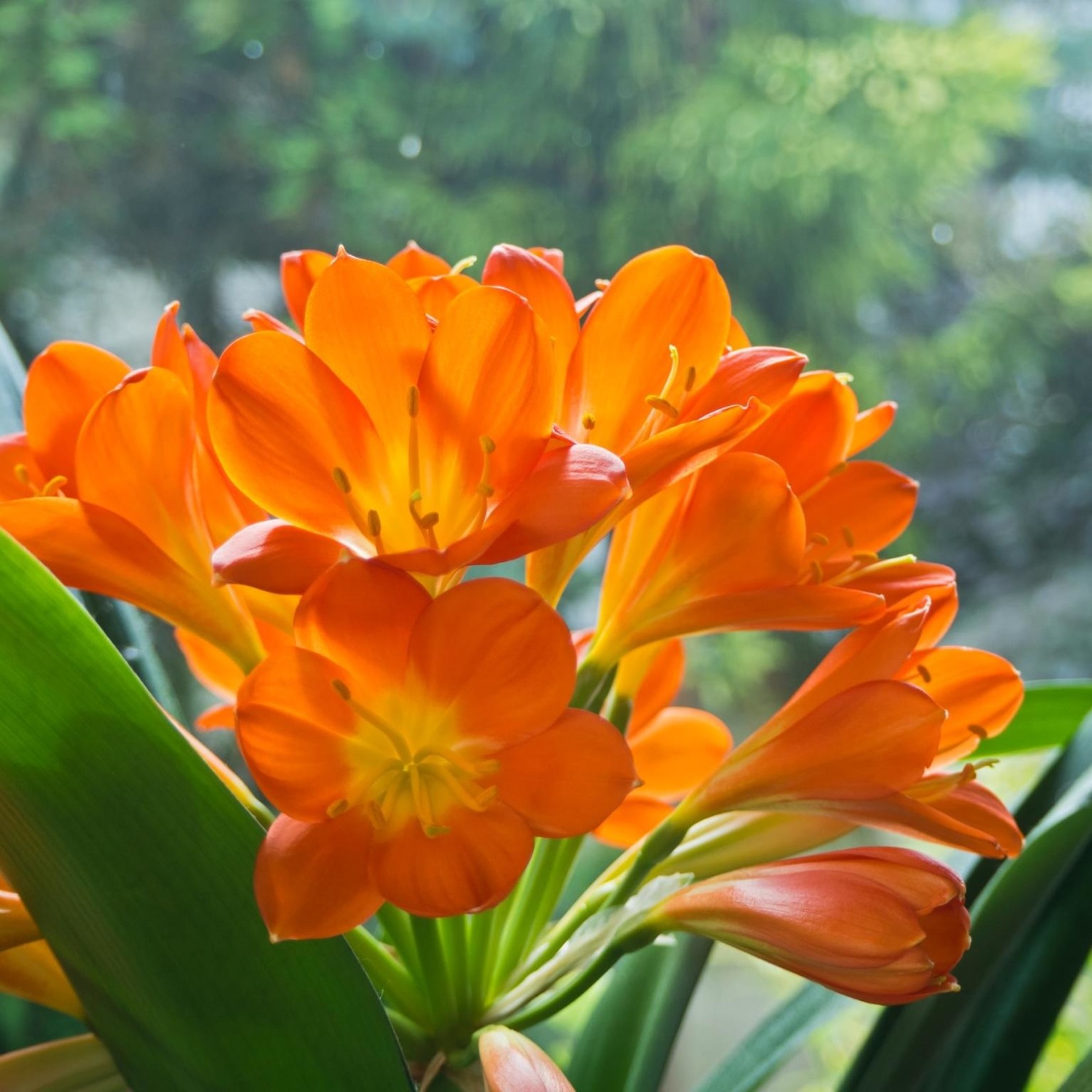 clivia 6''