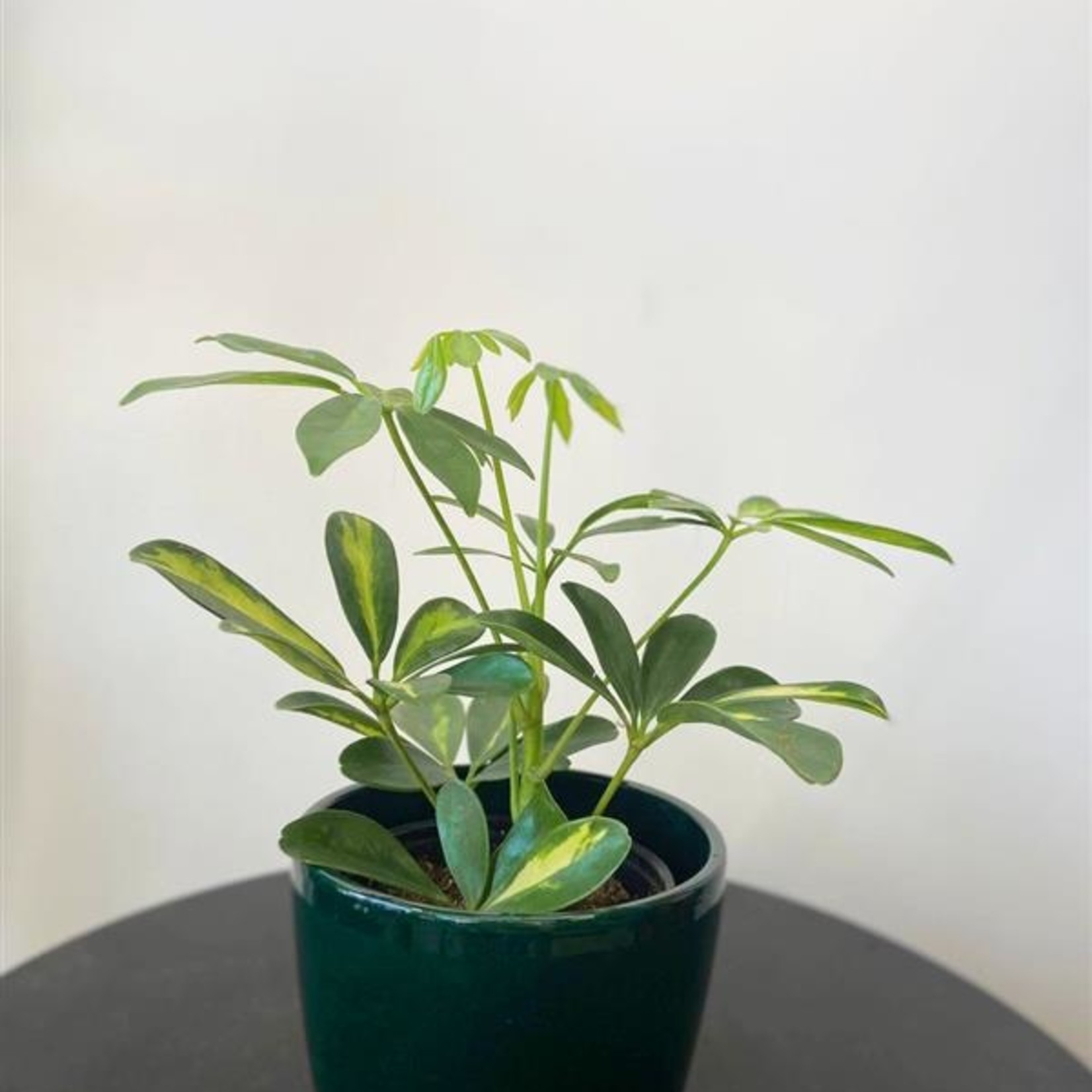 Duo plante tropicale et cache-pot – 4''