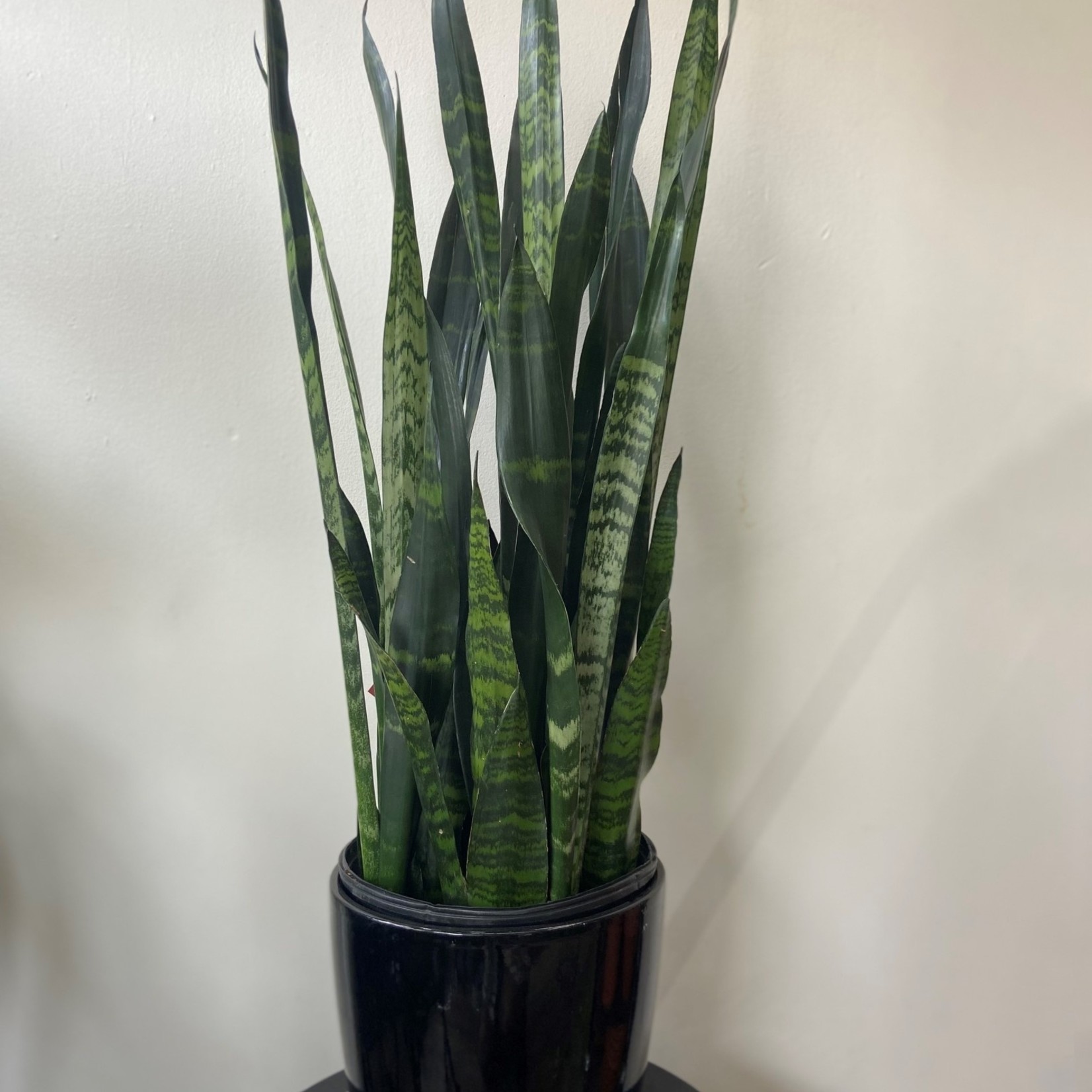 Sansevière black coral 10''
