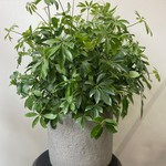 Schefflera arboricola 8''