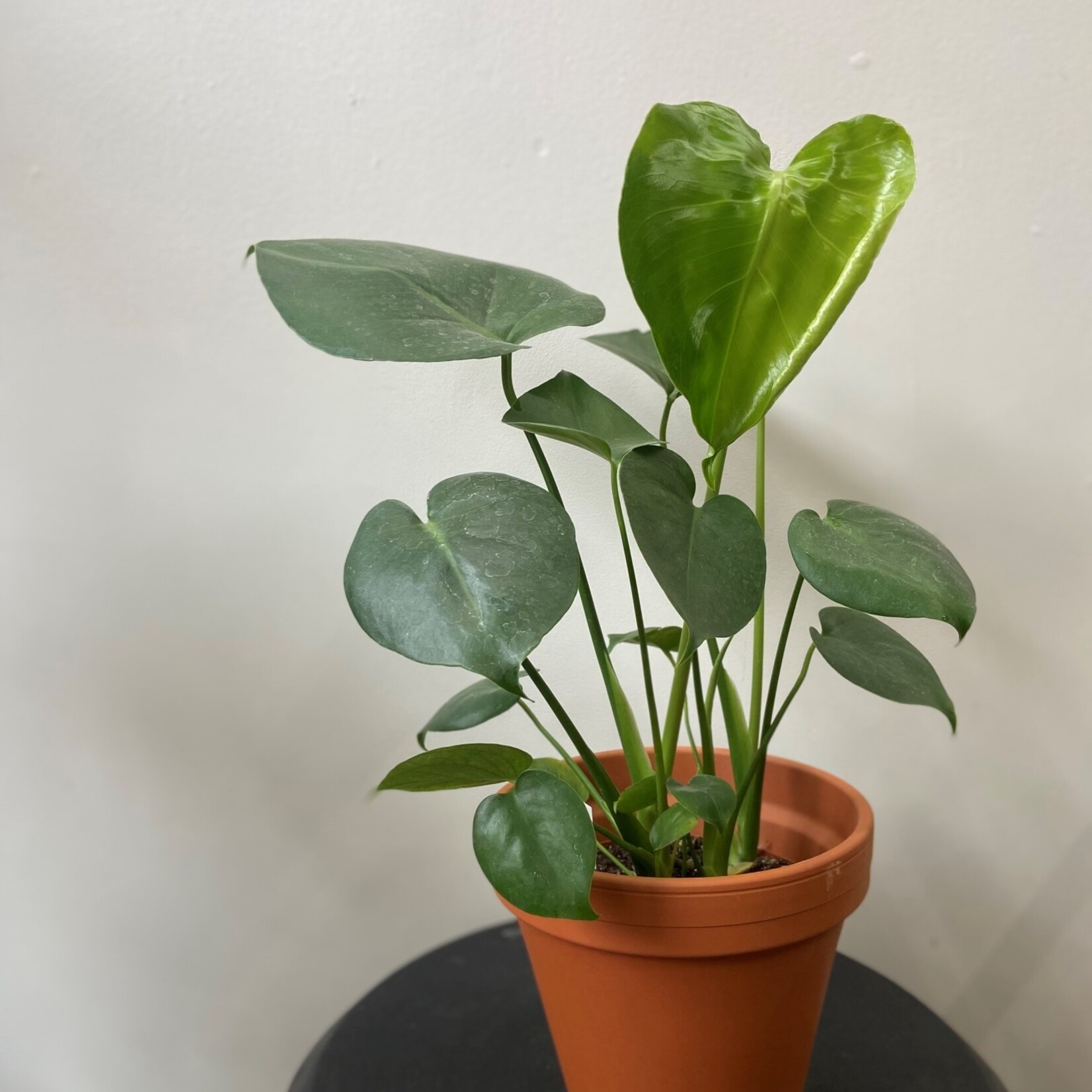 Philodendron monstera 6''