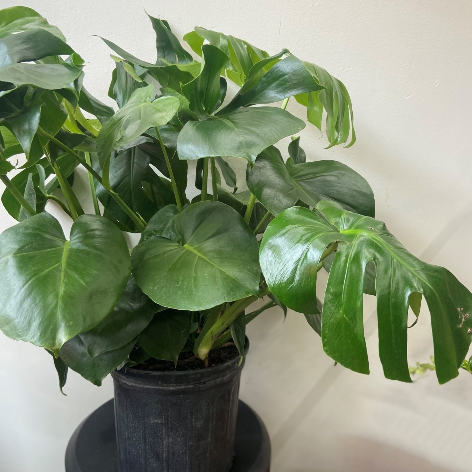 Philodendron monstera 10''