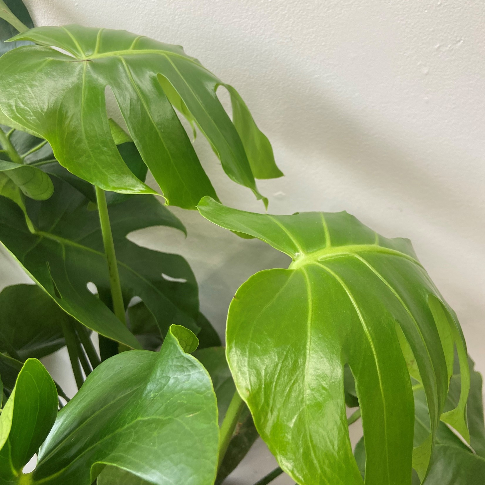Philodendron monstera 10''