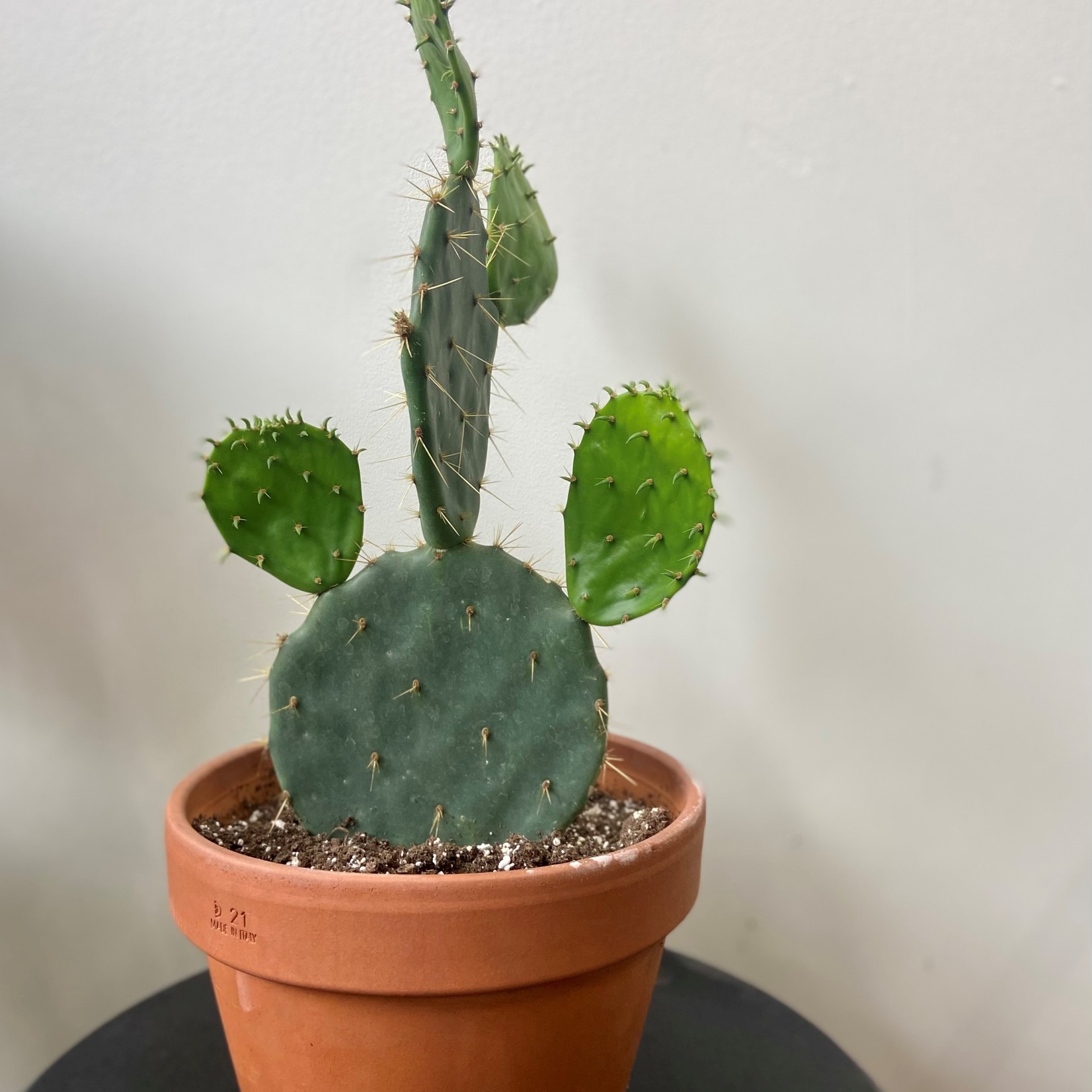 Assorted Cacti in 1.5, 2.5, 4, 6 and 8 in Pots