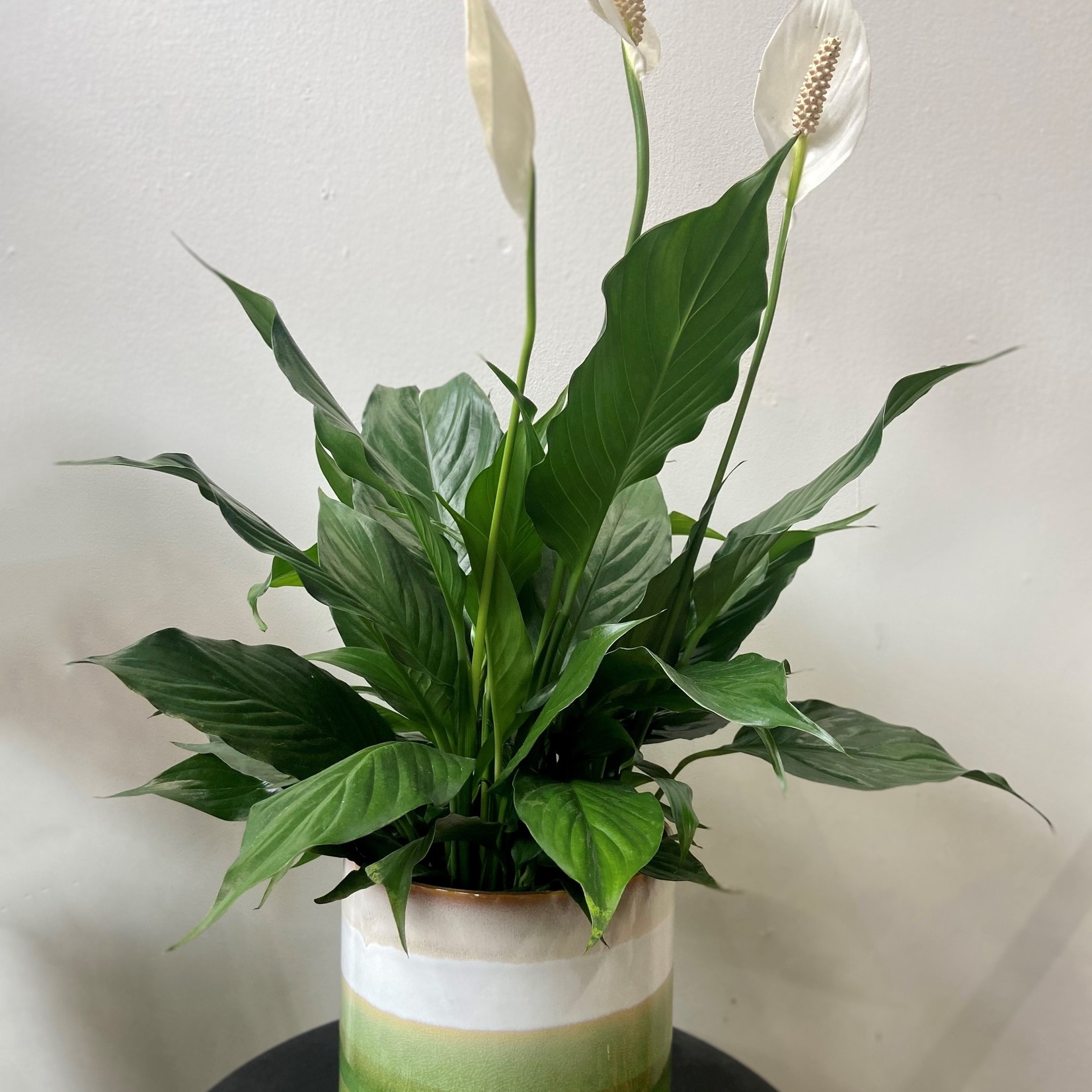 Spathiphyllum – Lys de la paix