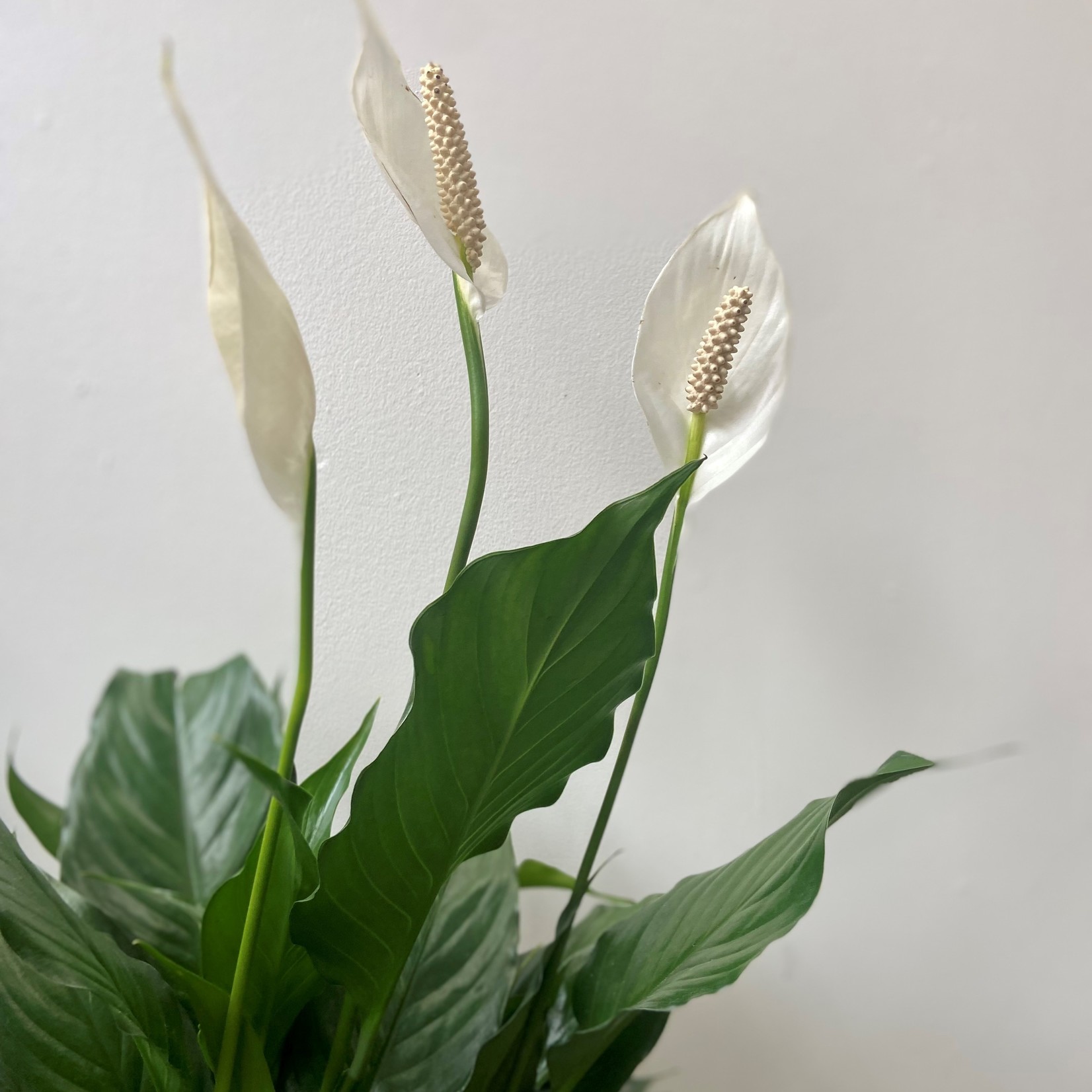 Spathiphyllum – Lys de la paix