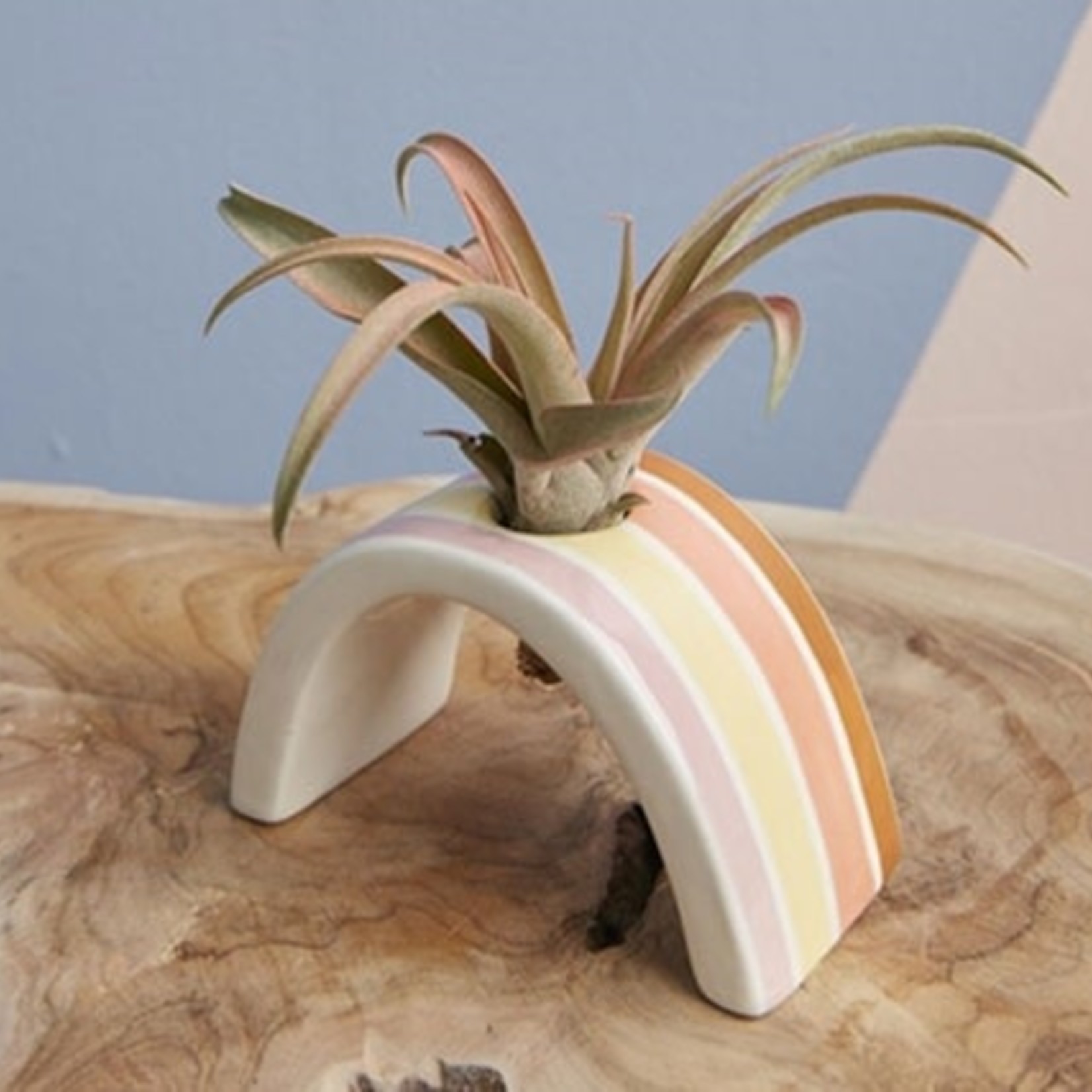 Support à tillandsia Hope