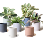 CHIVE Pot avec assiette Dojo en 3.5, 6, 7 et 8''