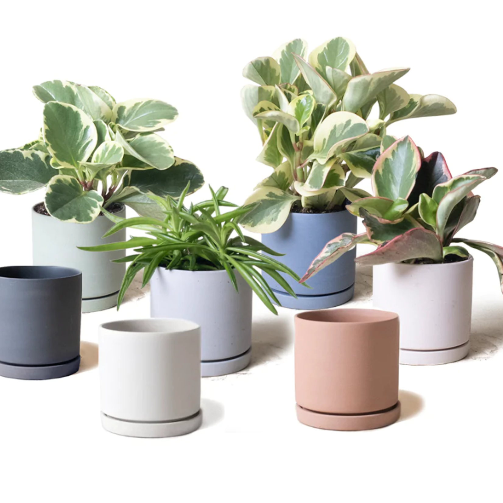 CHIVE Pot Dojo avec soucoupe - 3.5, 6, 7 et 8''