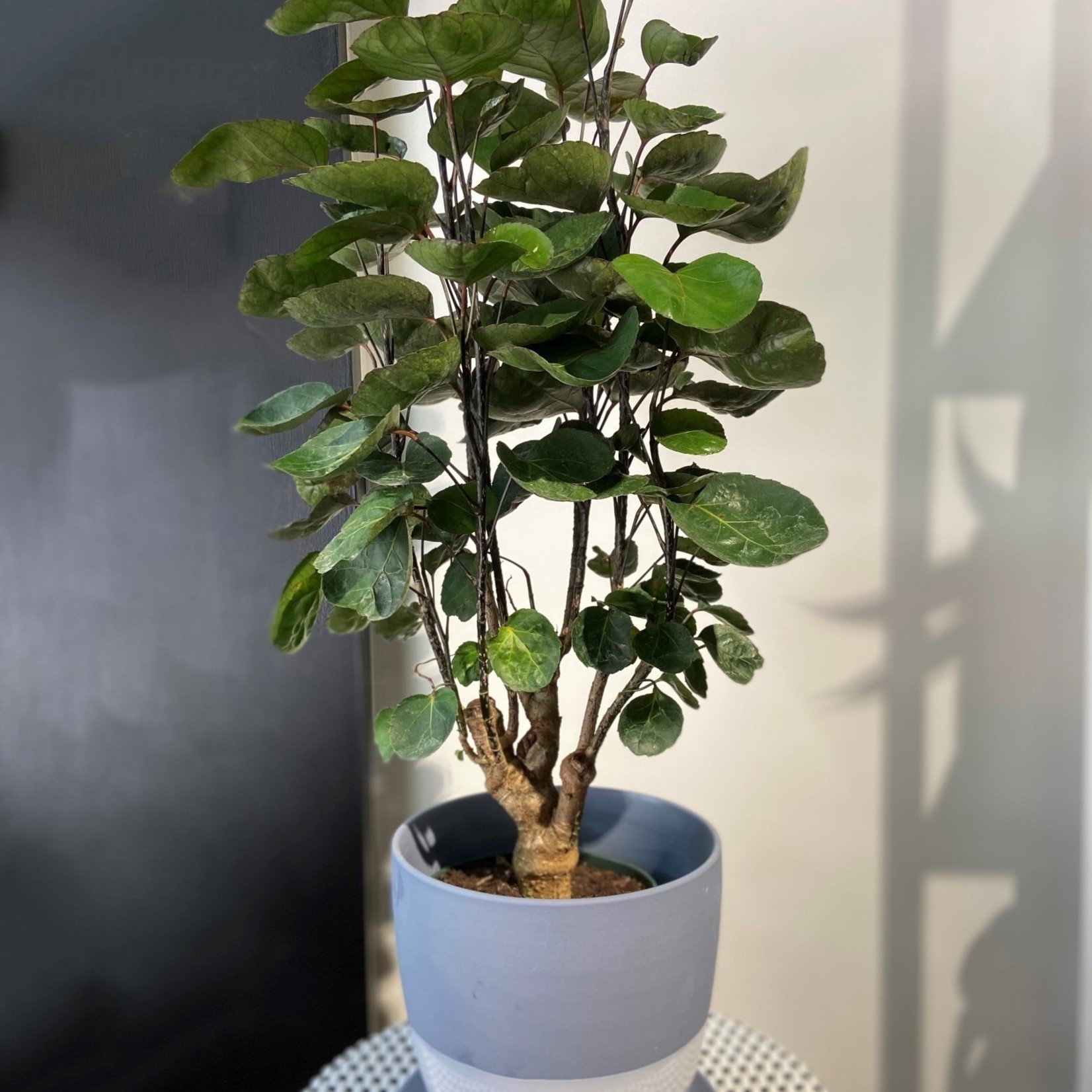 Aralia Fabian stump 6''