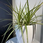 Dracaena marginata kiwi 6''