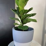 Ficus Lyrata 6''