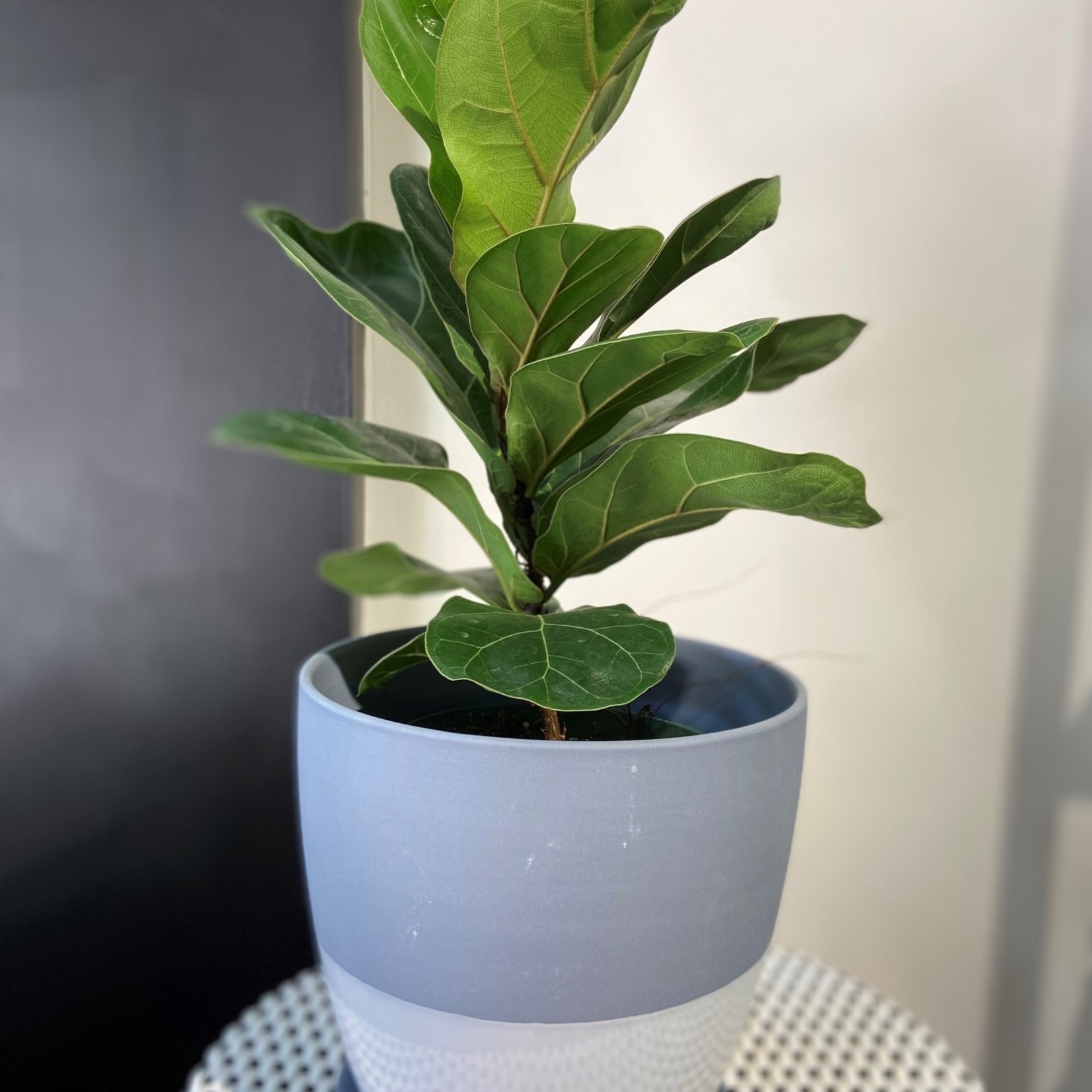 Ficus Lyrata 6''
