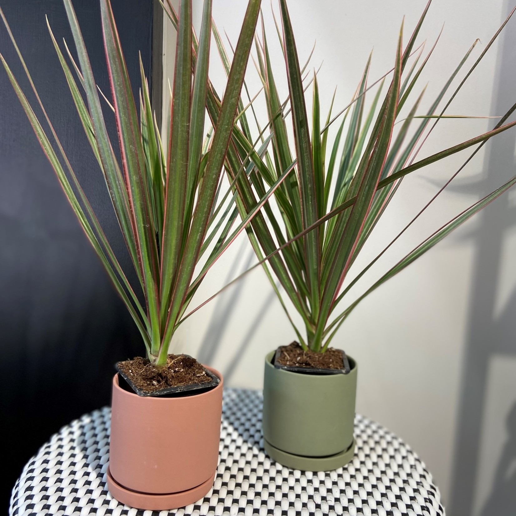 Dracaena marginata bicolor 3''