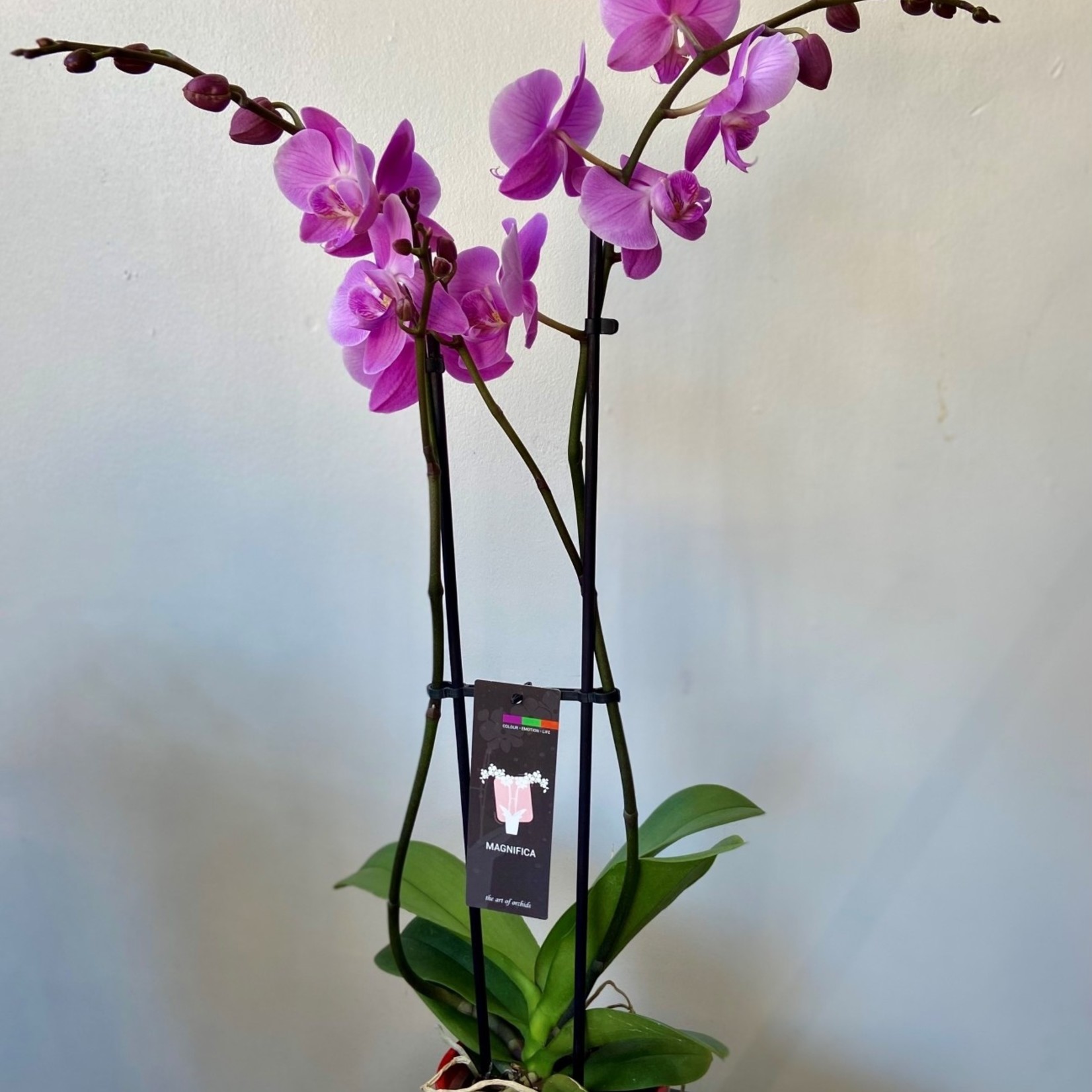 Orchidée Phalaénopsis 5''
